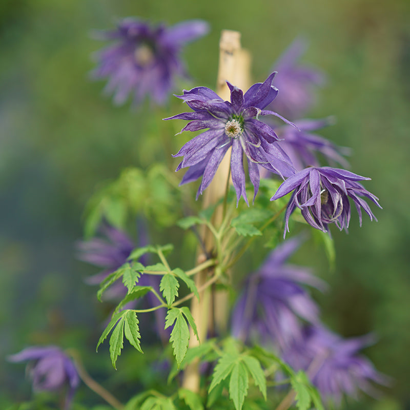 Sparky Blue Clematis has a nifty pinwheel like shape