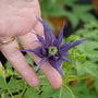 Sparky Blue Clematis is disease resistant and easy to grow with long blooming tendencies