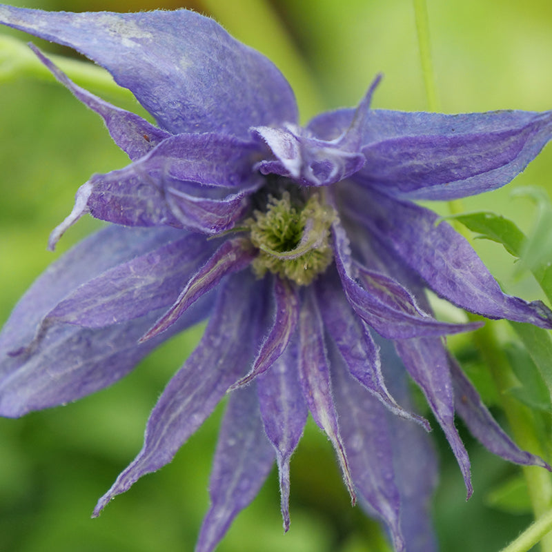 Sparky Blue Clematis grows unusual blue flowers in spring