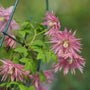 Sparky Pink Clematis has a unique flower shape and color