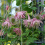 Sparky Pink Clematis is perfect for flower gardens and mailboxes