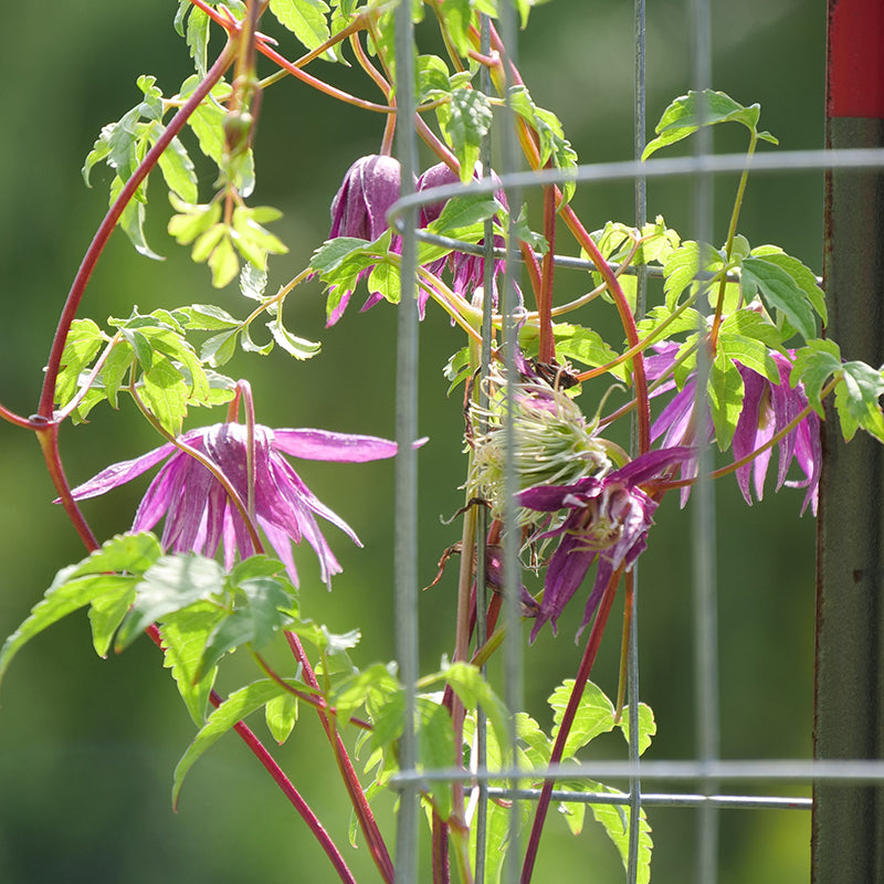 La clématite Sparky Purple est idéale pour être cultivée parmi les hortensias et autres arbustes.