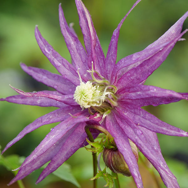 Sparky® Purple Clematis | Vines & Climbers – Great Garden Plants