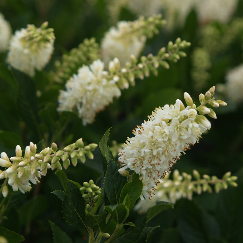 Sugartina 'Crystalina' Summersweet glossy green foliage turns bright yellow in fall