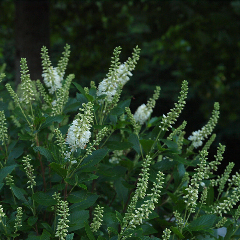 Sugartina 'Crystalina' Summersweet grows in full sun or part shade