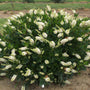 Sugartina 'Crystalina' Summersweet is deer resistant