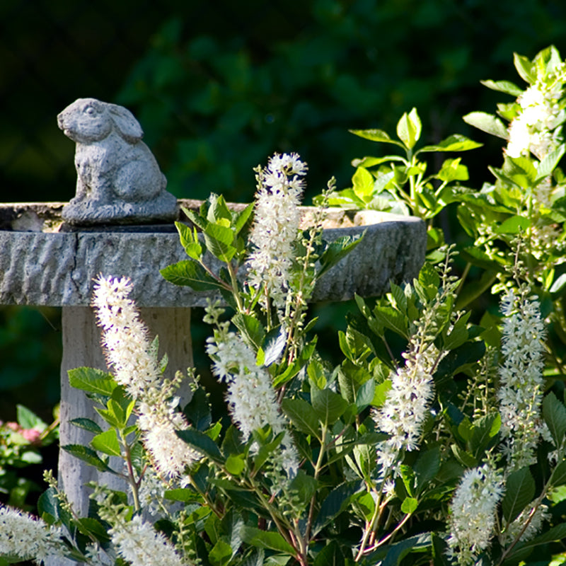 Vanilla Spice Summersweet grows in full sun or part shade