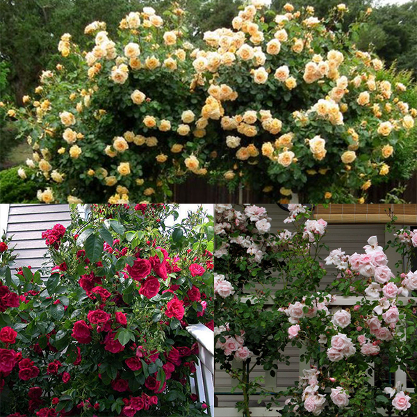 Une rose grimpante abricot, une rose grimpante rouge et une rose grimpante rose pâle. 