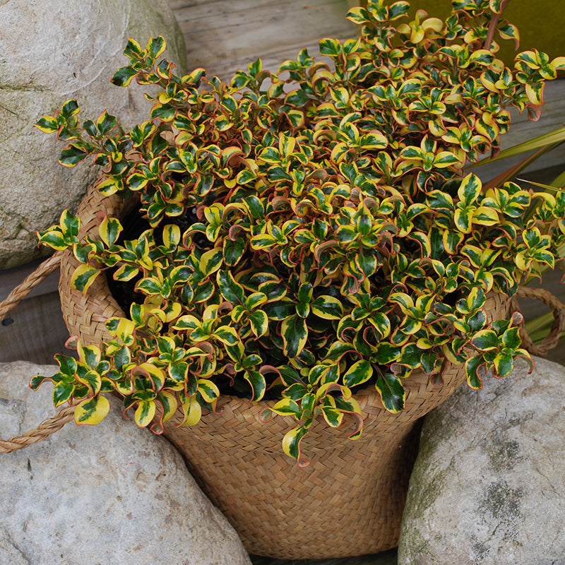 Le buisson miroir doré Waxwing est parfait comme couvre-sol ou pour les haies basses dans les climats chauds.