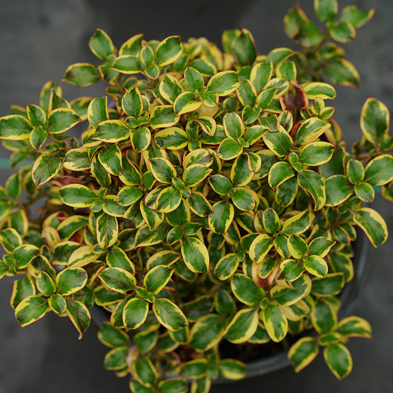 Le buisson Waxwing Gold Mirror est idéal pour les petits espaces et les contenants.