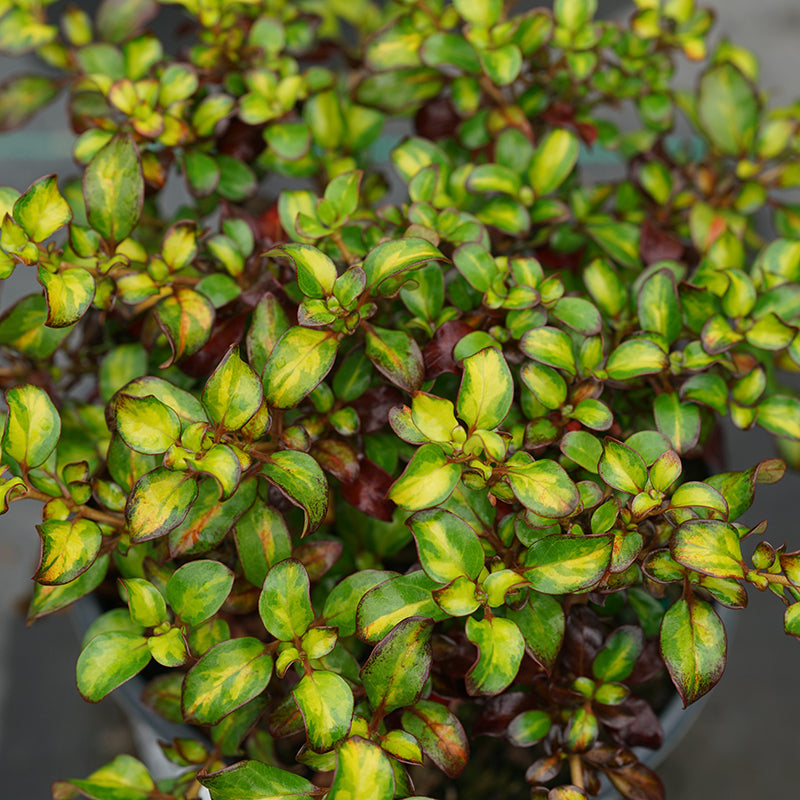Waxwing Lime Mirror Bush is ideal for small spaces and containers