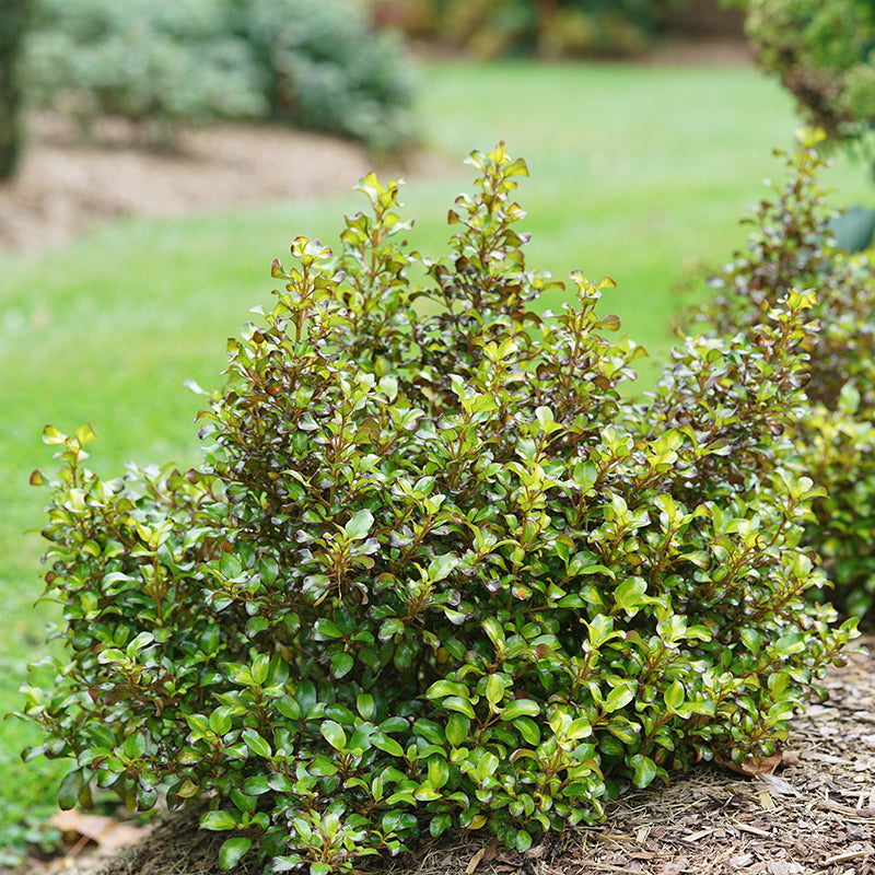 Waxwing Lime Mirror Bush have colorful glossy foliage.