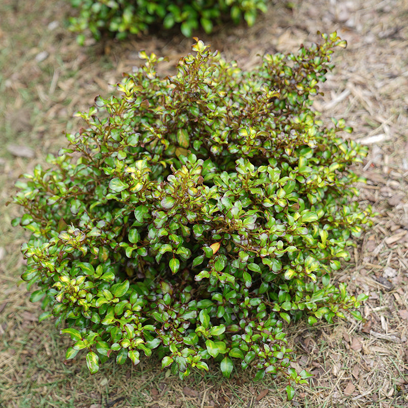 Waxwing Lime Mirror Bush have wavy lime green  foliage with bright gold and deep red tones.