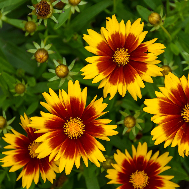 Uptick Gold and Bronze Tickseed flowers are bright yellow and red