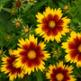 Uptick Gold and Bronze Tickseed flowers are bright yellow and red