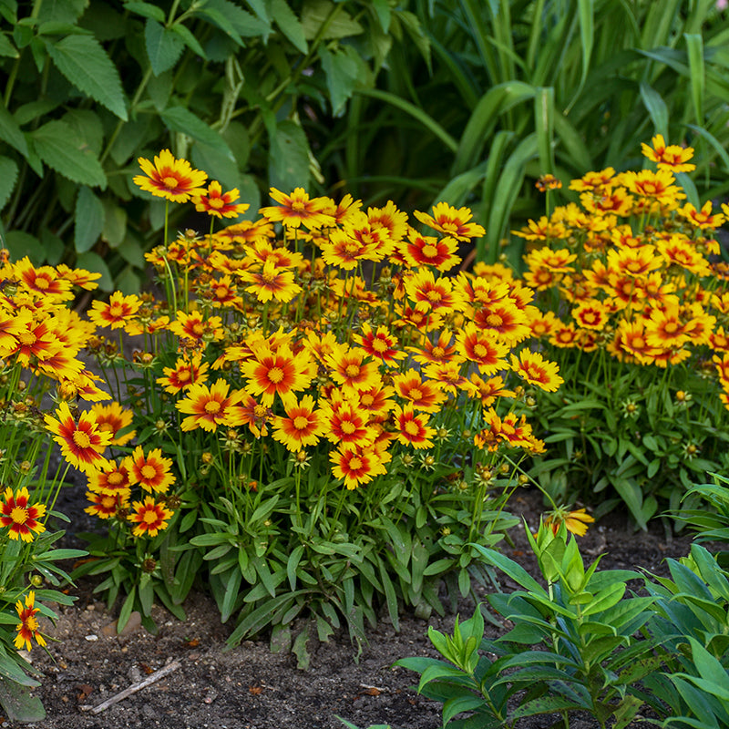 Uptick Gold and Bronze Tickseed is a drought tolerant and long blooming ground cover