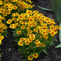 Uptick Gold and Bronze Tickseed is a disease and deer resistant sun perennial