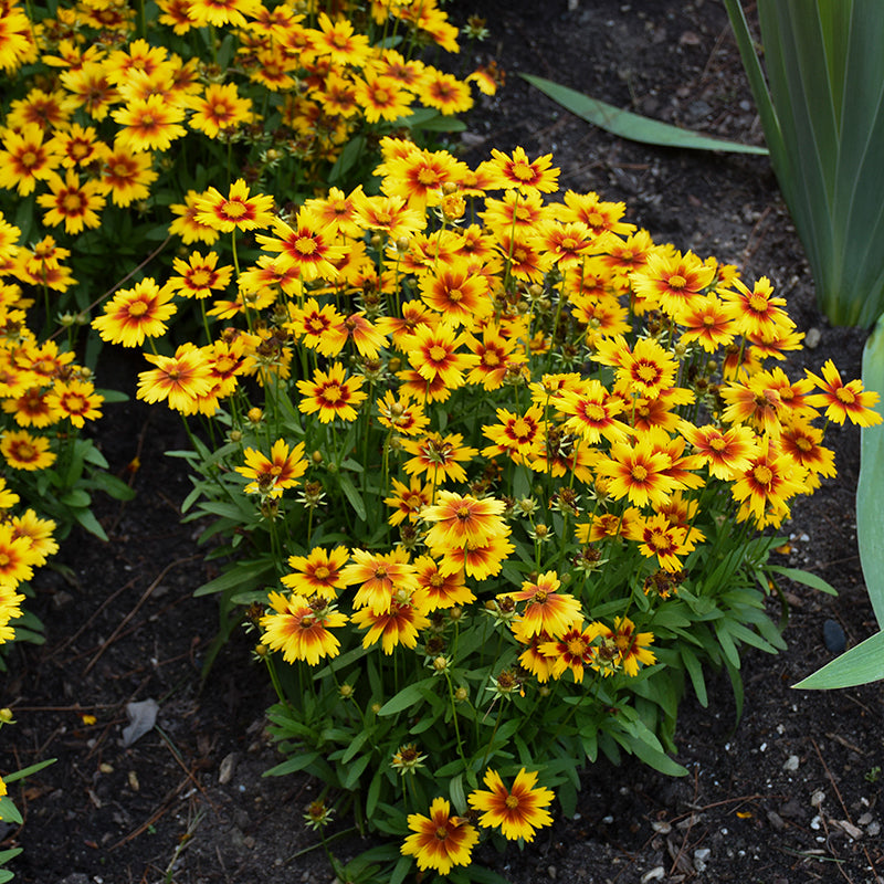 Uptick Gold and Bronze Tickseed is a disease and deer resistant sun perennial