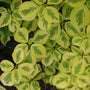 Golden Shadows Pagoda Dogwood with bright yellow and green leaves. 