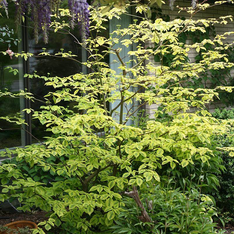 Golden Shadows Pagoda Dogwood with yellow and green variegated leaves in a landscape. 