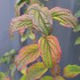 Cornus Pucker Up has colorful fall foliage