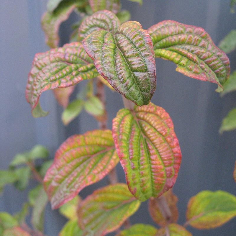 Cornus Pucker Up has colorful fall foliage