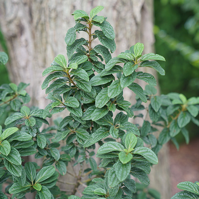 Cornus Pucker Up is native to North America