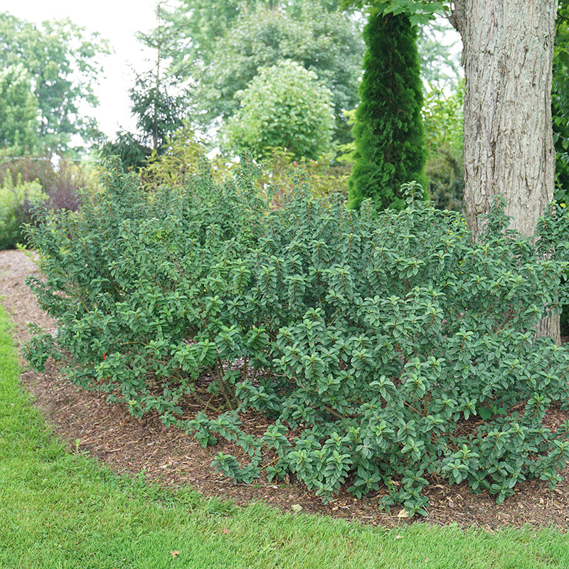 Pucker Up Red Twig Dogwood thrives in sun or shade, in any soil