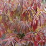 Red Rover Silky Dogwood ignites with color in the fall with red and burgundy foliage