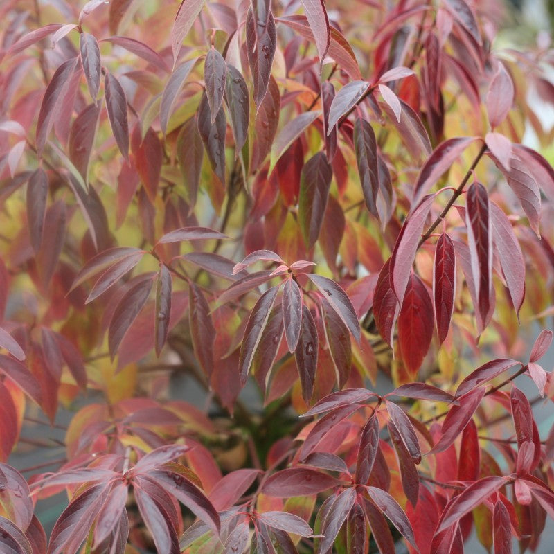 Red Rover Silky Dogwood ignites with color in the fall with red and burgundy foliage