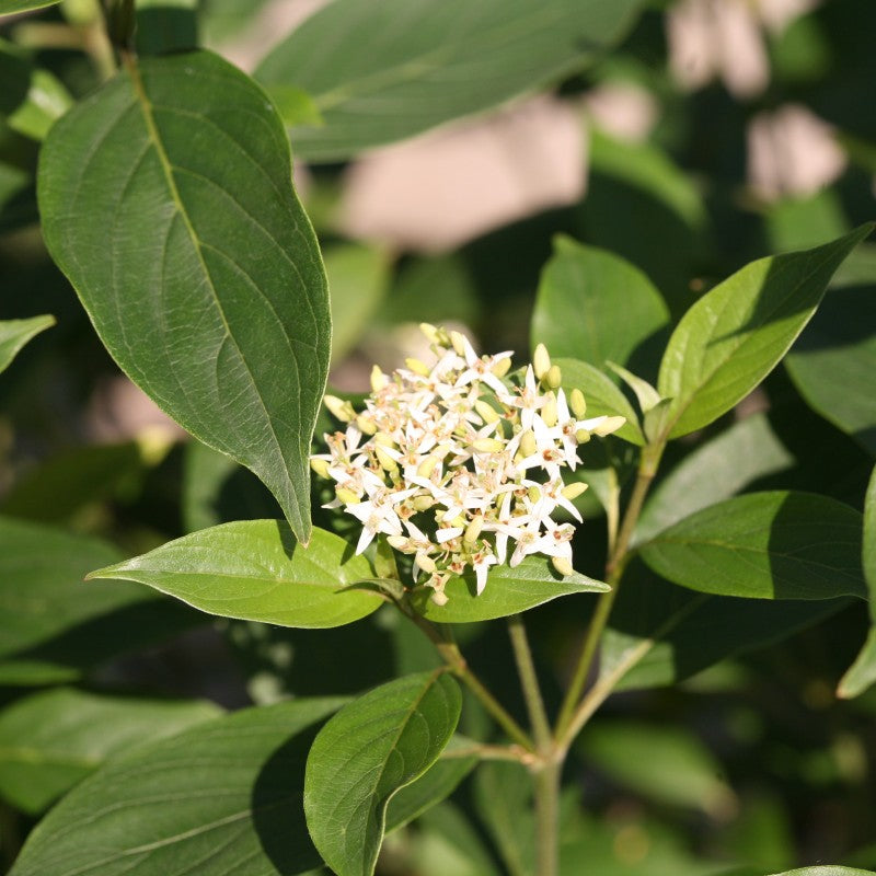 Cornus Red Rover is a gorgeous native silky dogwood with fluffy white spring flowers