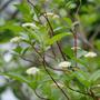 Arctic Fire® Red red-twig dogwood has tiny white fragrant flowers in springtime.