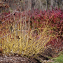 Arctic Fire Yellow Red-Twig Dogwood has stunning yellow stems in the winter.