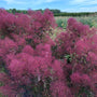 Le sumac de Virginie « Velvet Fog » pousse en plein soleil pour une coloration et une floraison optimales.