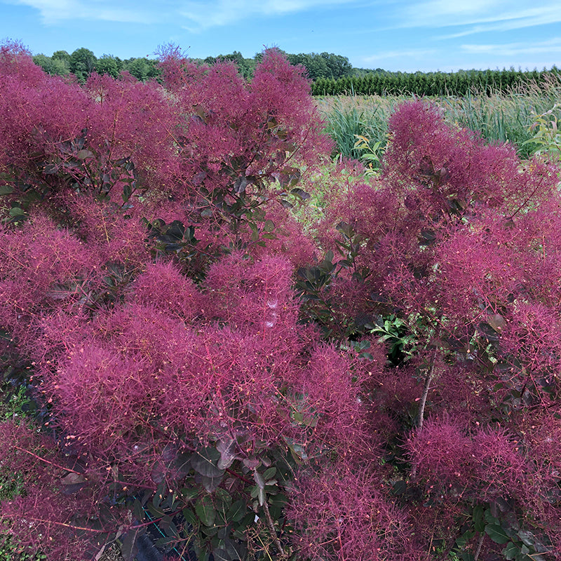 Le sumac de Virginie « Velvet Fog » pousse en plein soleil pour une coloration et une floraison optimales.