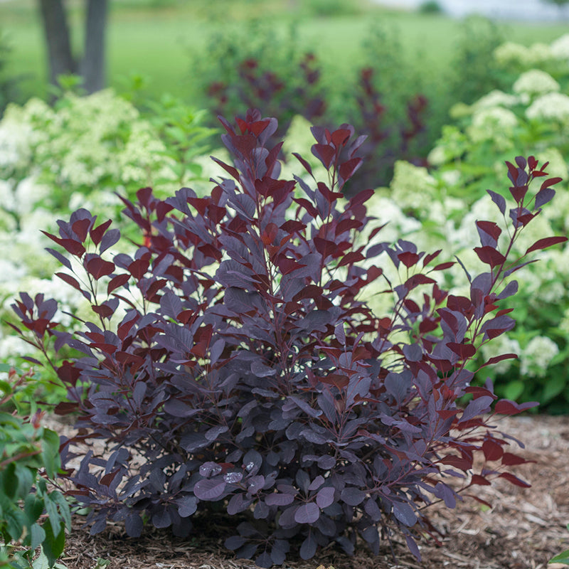Winecraft Black® Smokebush | Proven Winners – Great Garden Plants