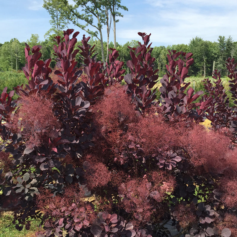 Winecraft Black Smokebush grows in full sun for best color and blooming