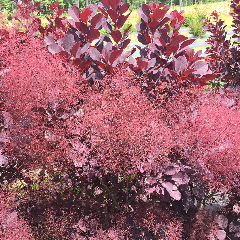 Winecraft Black Smokebush deer resistant