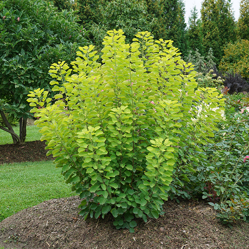 Winecraft Gold® Smokebush has colorful yellow foliage stays bright all season