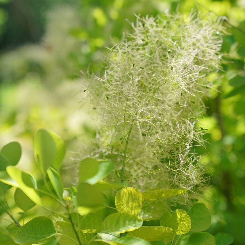 Winecraft Gold Smokebush has smoke like blooms in summer