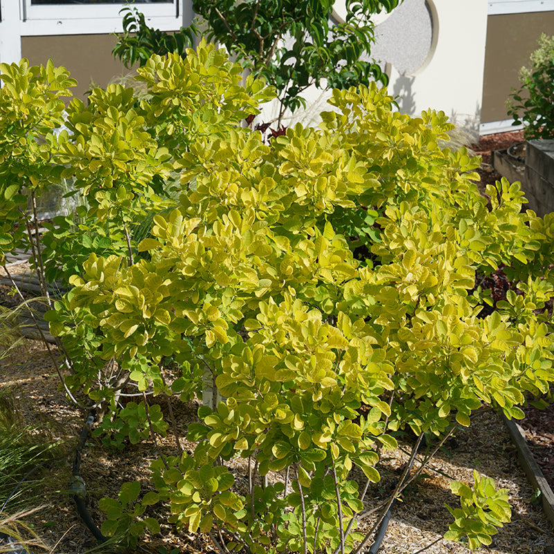 Winecraft Gold® Smokebush is deer resistant
