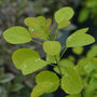 Winecraft Gold® Smokebush has long blooming