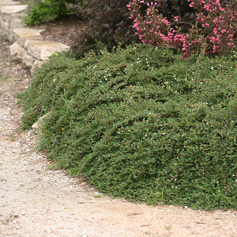 Le cotoneaster Little Dipper® est un couvre-sol élégant, robuste et tolérant au sel.
