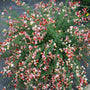 Sister Rosie Scotch Broom has pea shaped flower displays a combination of pink red and yellow