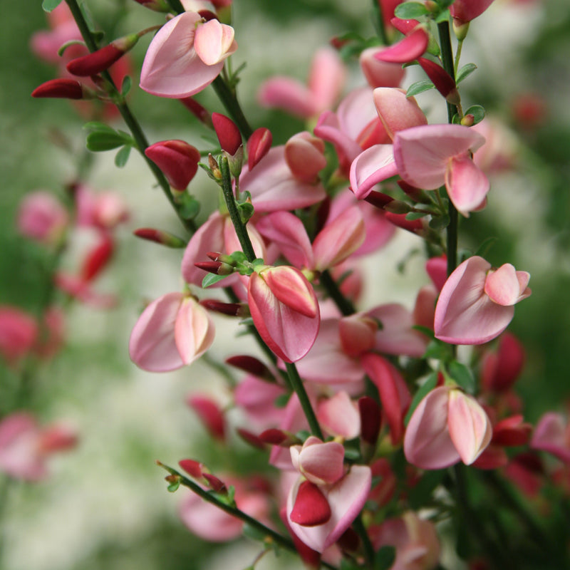 Proven Winners Sister Rosie Scotch Broom - Thumbnail 3
