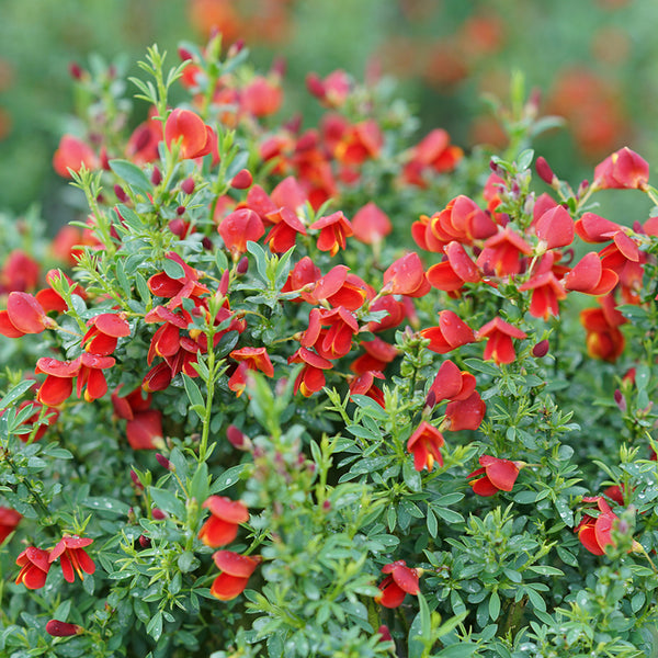 scotch broom herbicide Sister Redhead Scotch Broom (Cytisus)