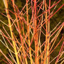 Arctic Sun Dogwood with yellow base blending with oranges and tipped with coral red