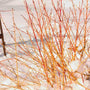Arctic Sun Dogwood with yellow, orange, and red stems surrounded by a blanket of snow. 