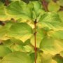 Close-up of Arctic Sun Dogwood's vibrant green leaves on a red stem. 