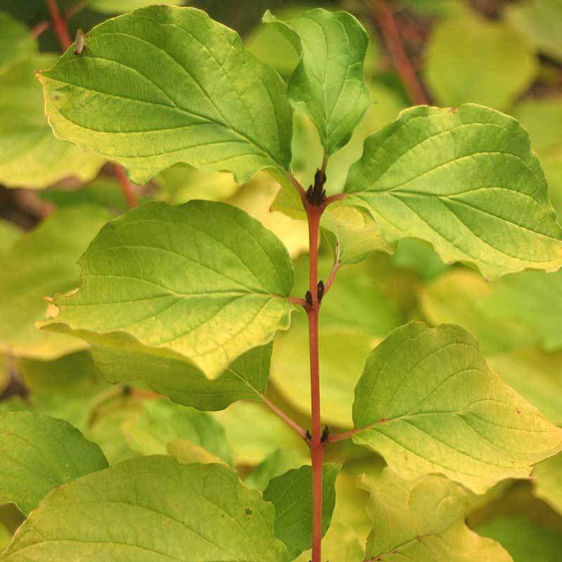 Close-up of Arctic Sun Dogwood's vibrant green leaves on a red stem. 
